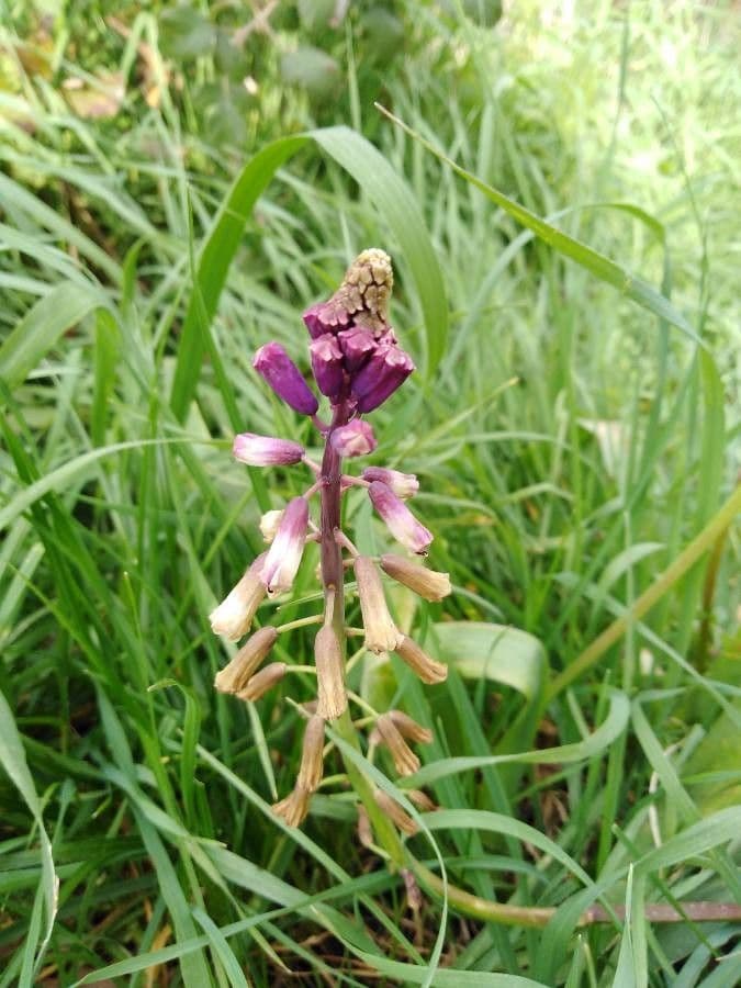 Bellevalia trifogliata 4
