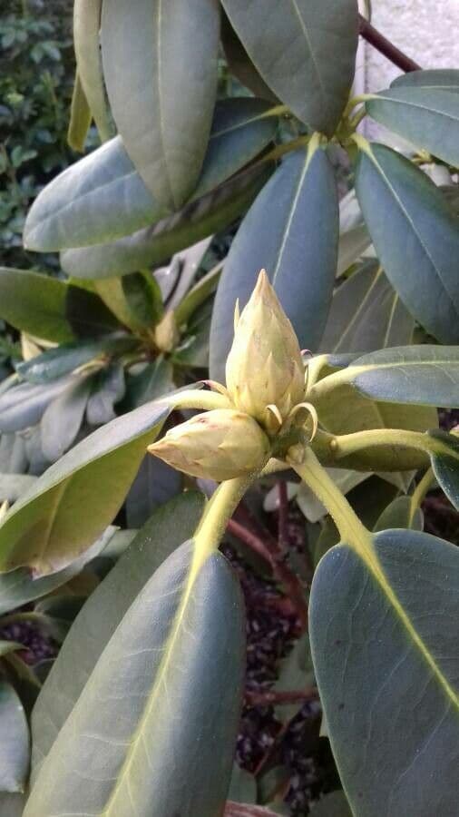 Rododendro massimo 30