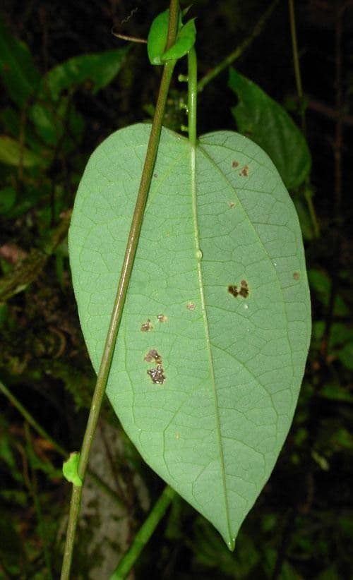 Passiflora 8