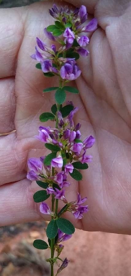 Lespedeza violacea 3