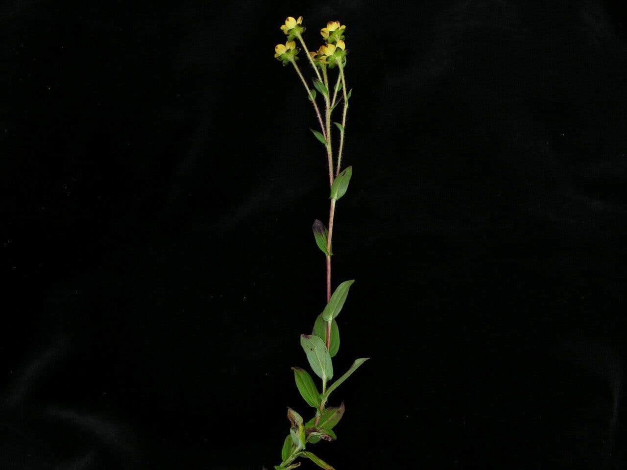 Steinbrech