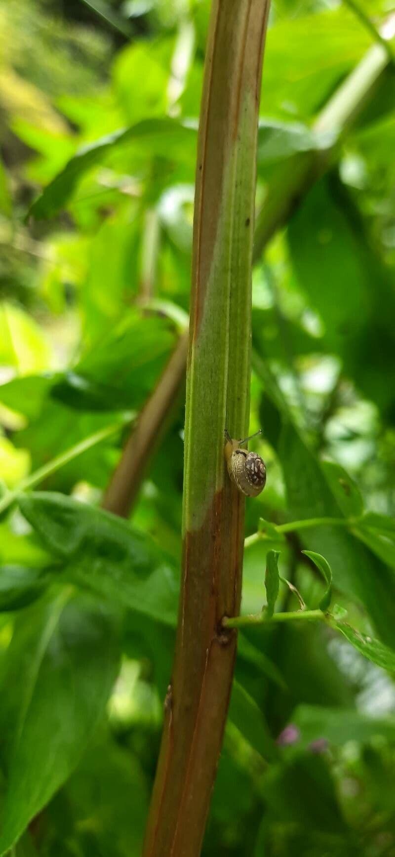 Salcerella 21