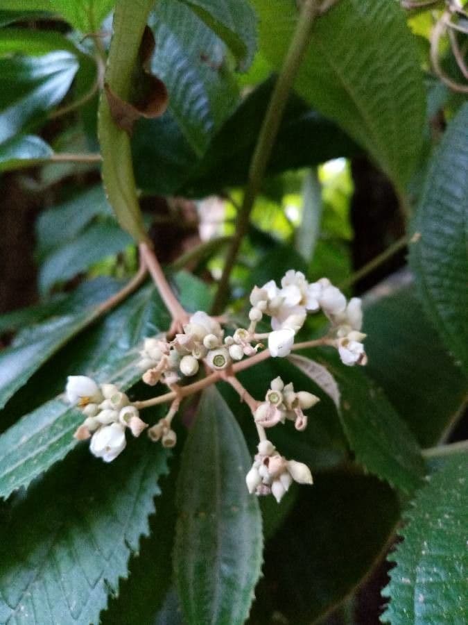 Miconia xalapská 9