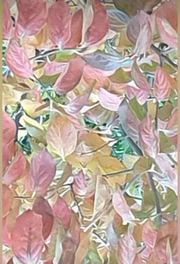 Combretum 7