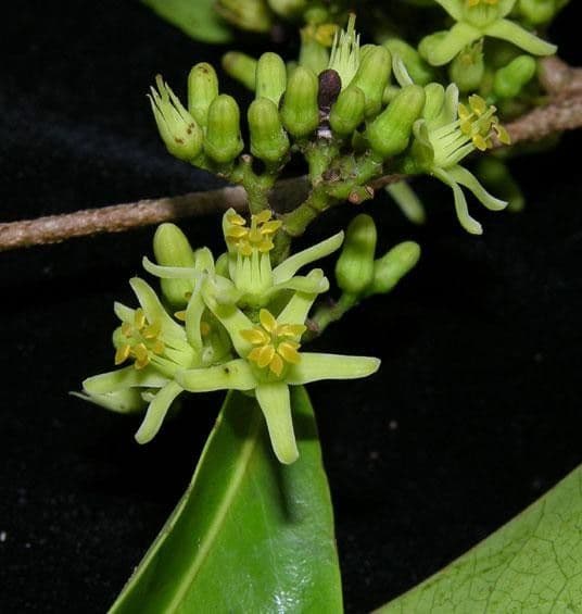 Sacoglottis 23