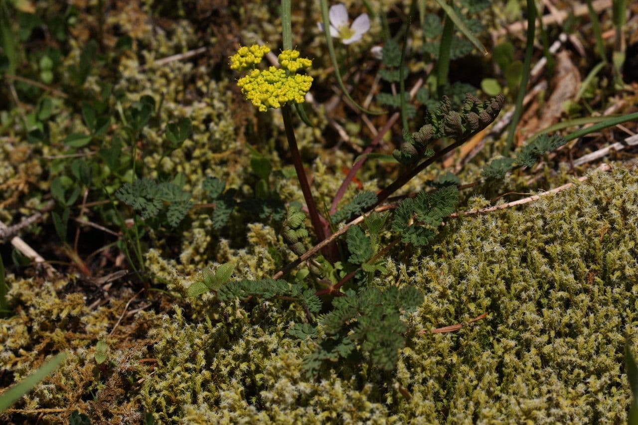 Lomatium 5