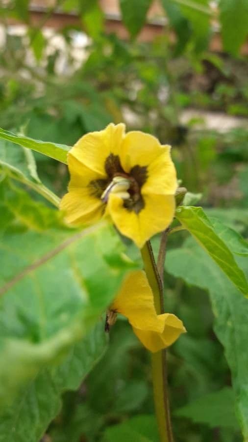Tomatillo 10