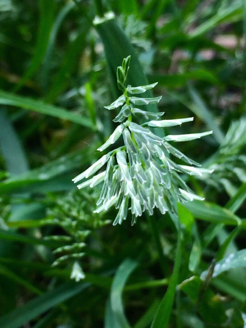 Sclerochloa 7