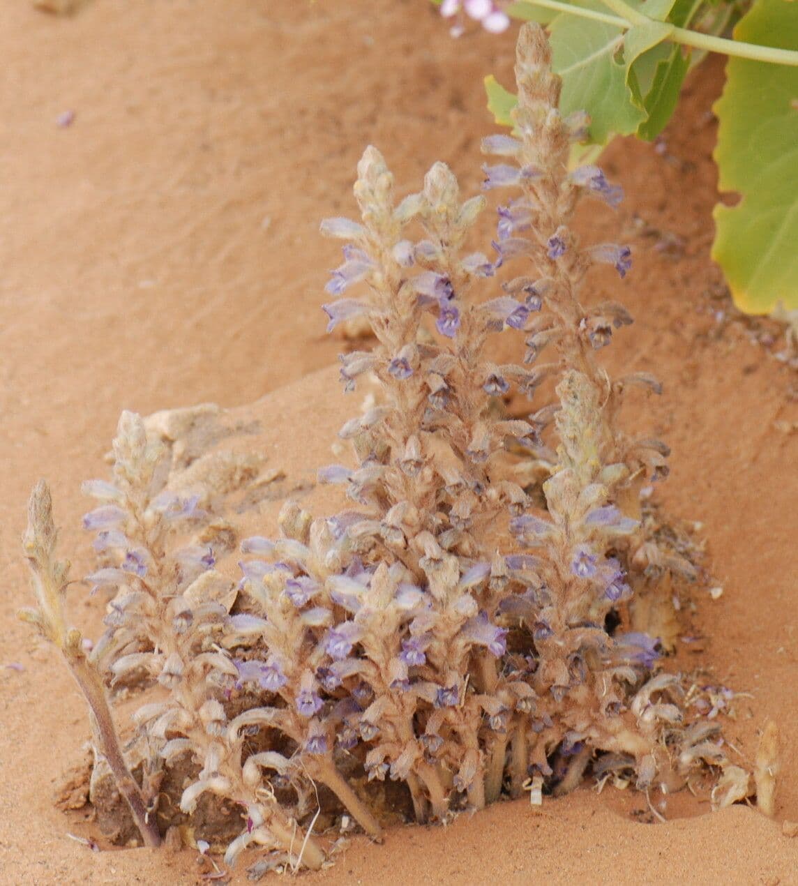 Orobanche rameuse 8
