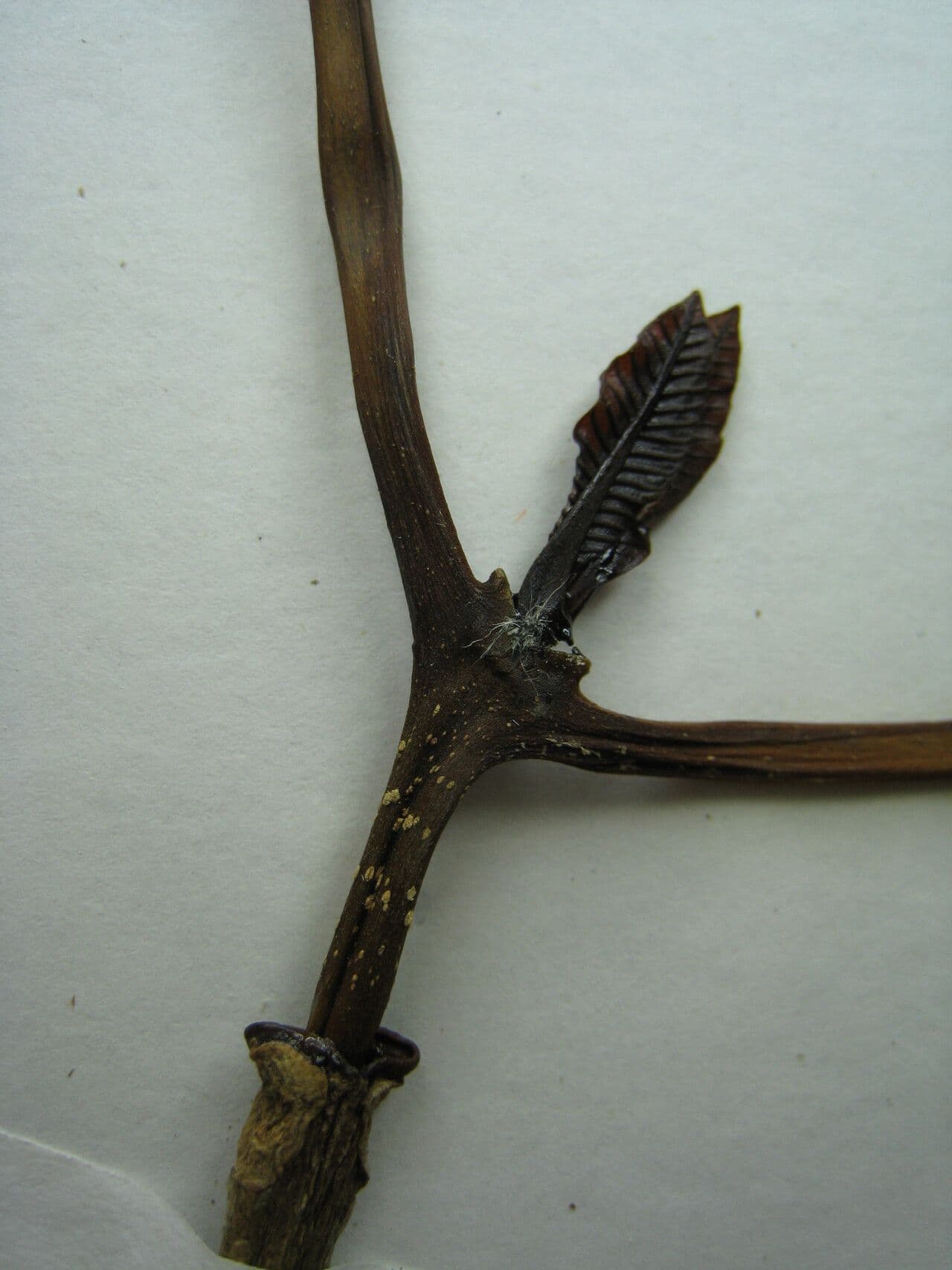 Macoubea 11
