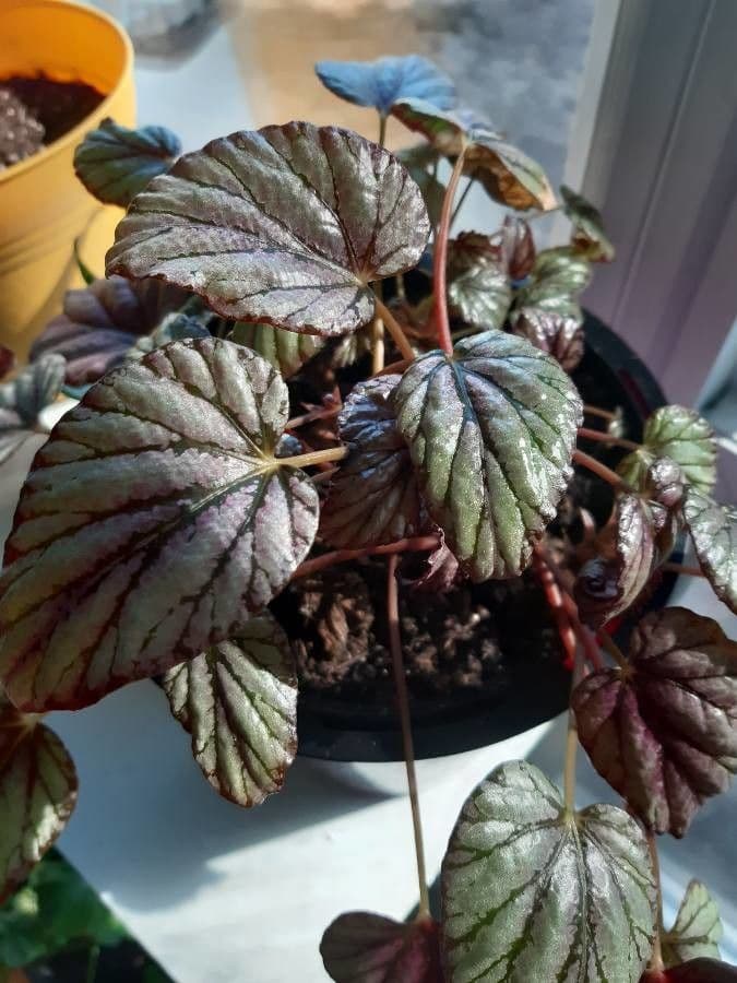Begonia rex 26