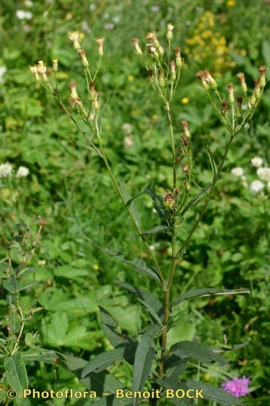 Senecio 10