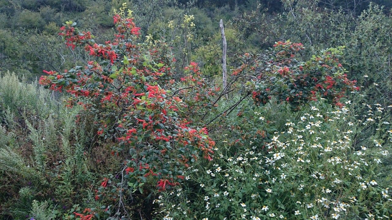 Salvia 7
