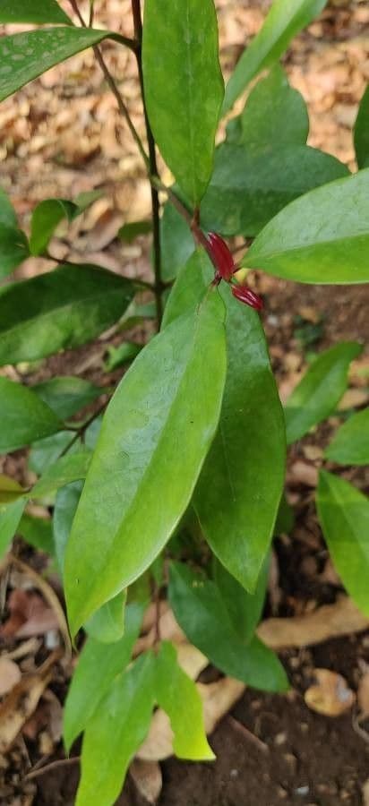 Garcinia 7