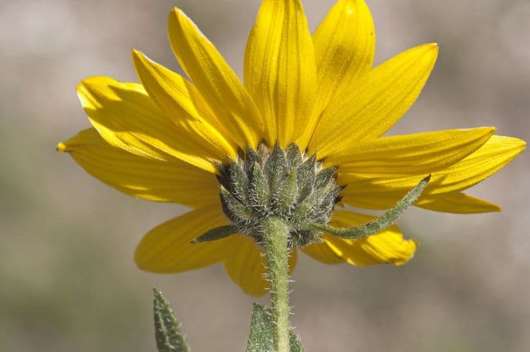 Girasole nano 5