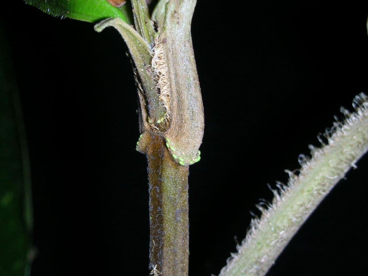 Conostegia 11
