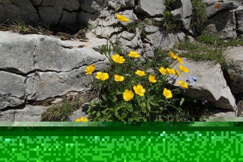 Ranunculus aduncus 10