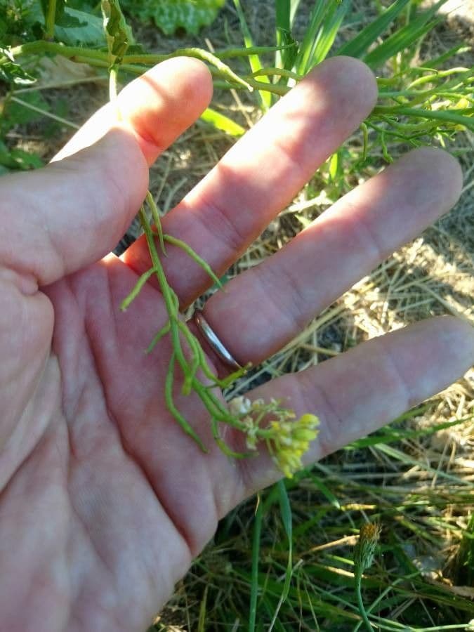 Senape ruca 27