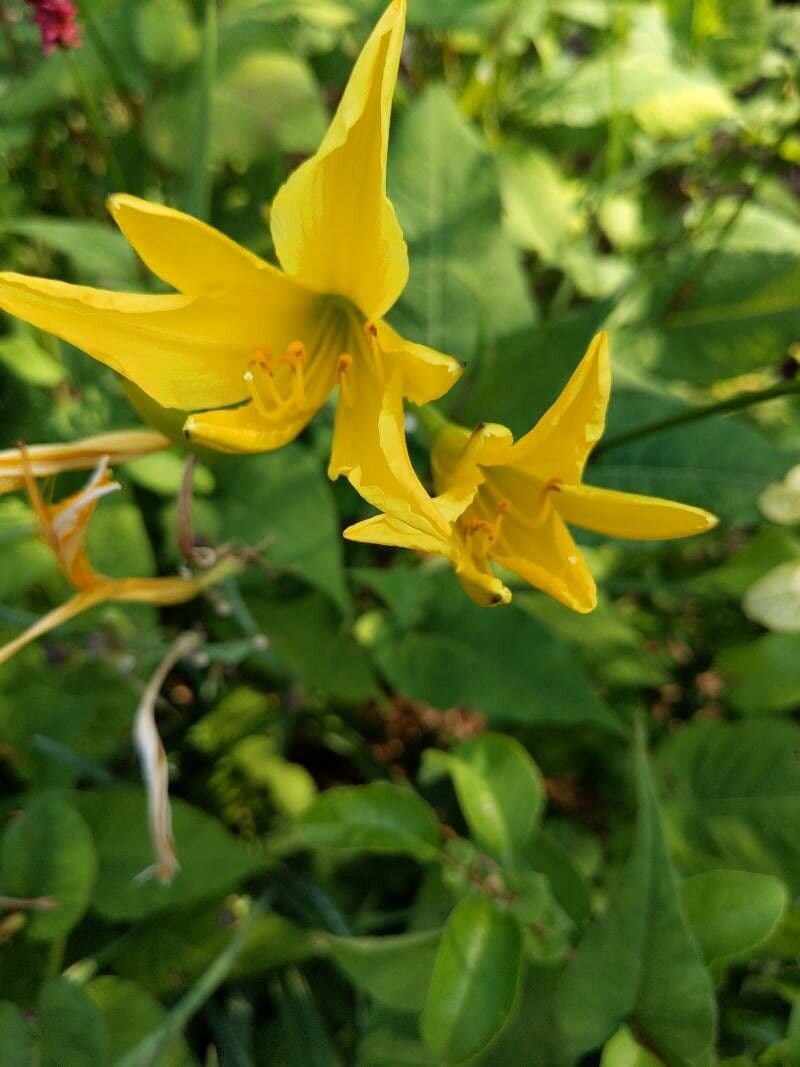 Hemerocallis citrina 2