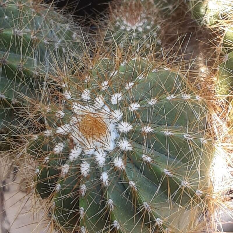 Parodia 2