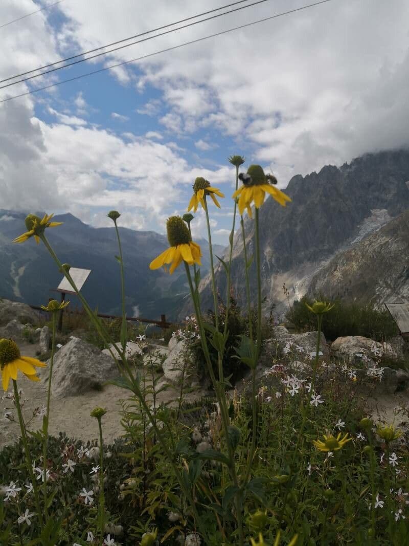 Rutenbeckia 2