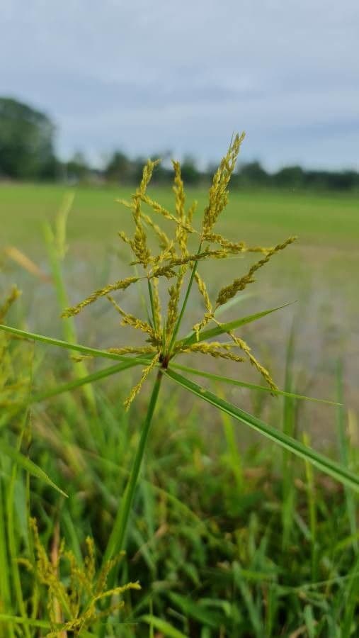 Šáchor jednovicatý 2