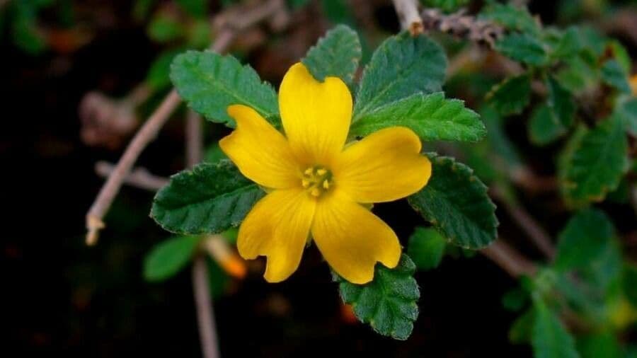 Turnera diffusa 6
