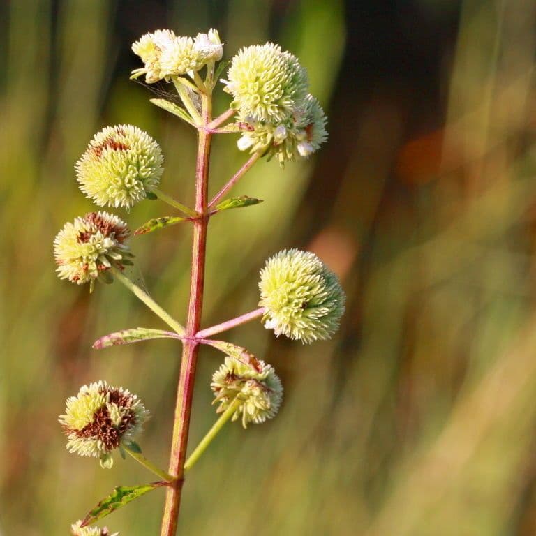 Hyptis alata