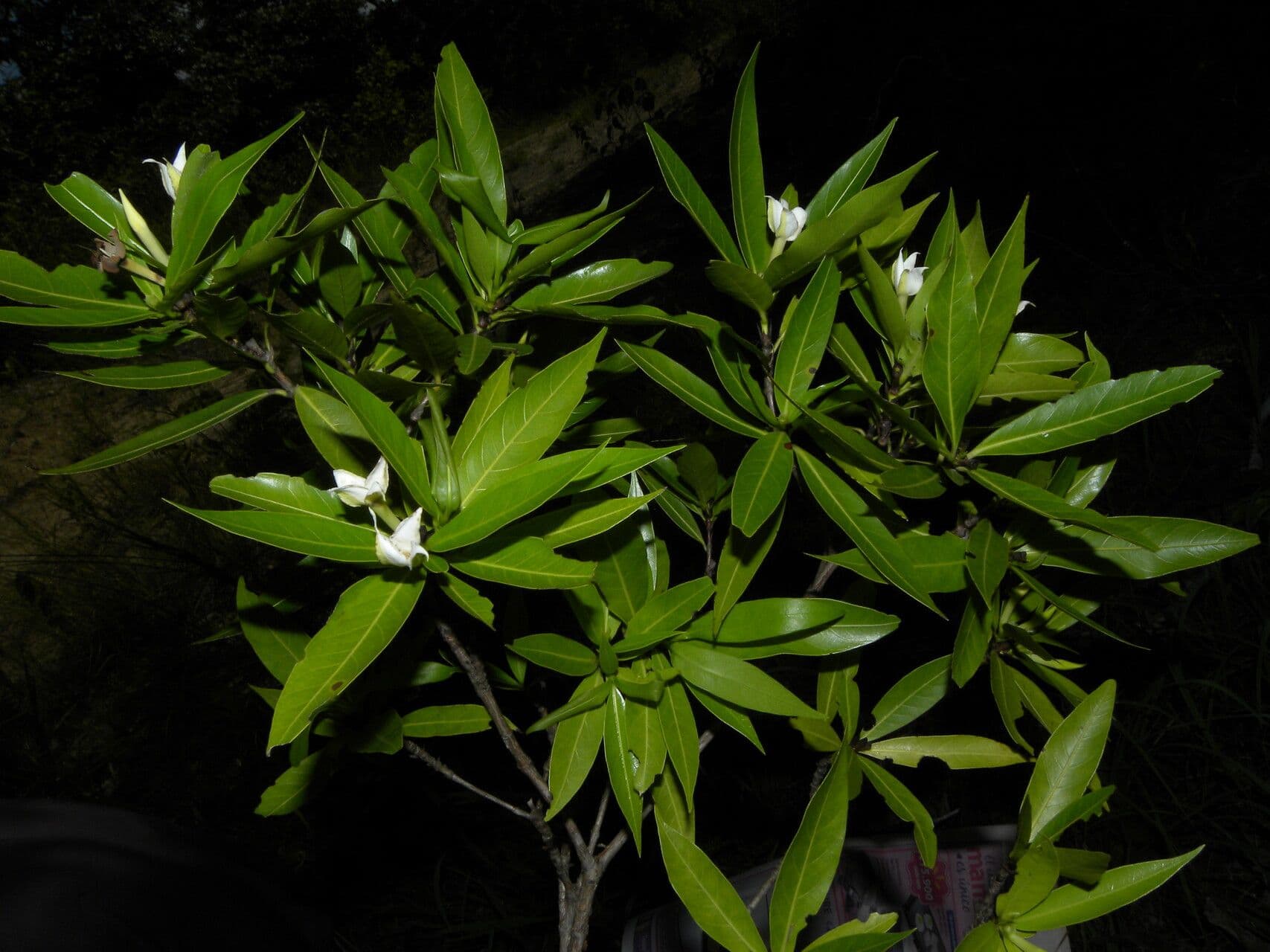 Alibertia edule 11