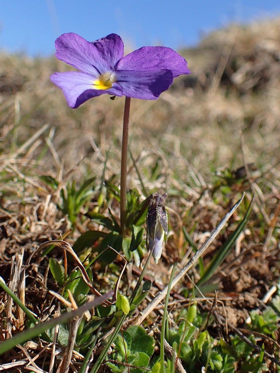 Viola con sperone 8