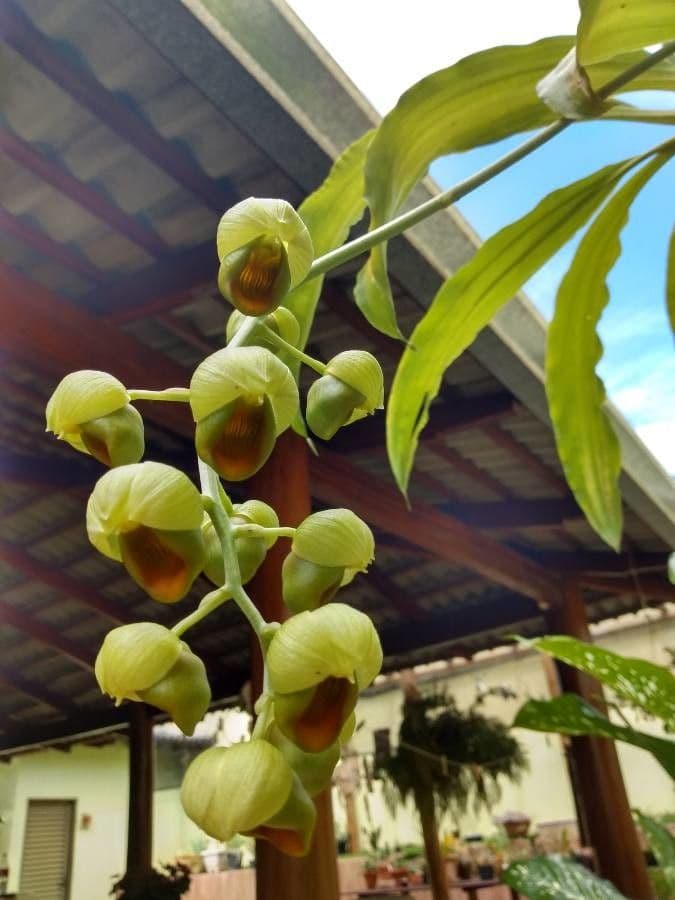 Catasetum