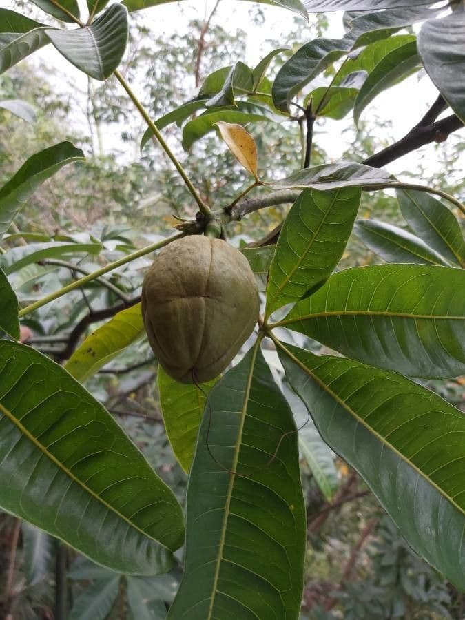 Pachira glabra 2