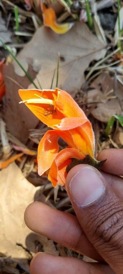 Erythrina bruna 10