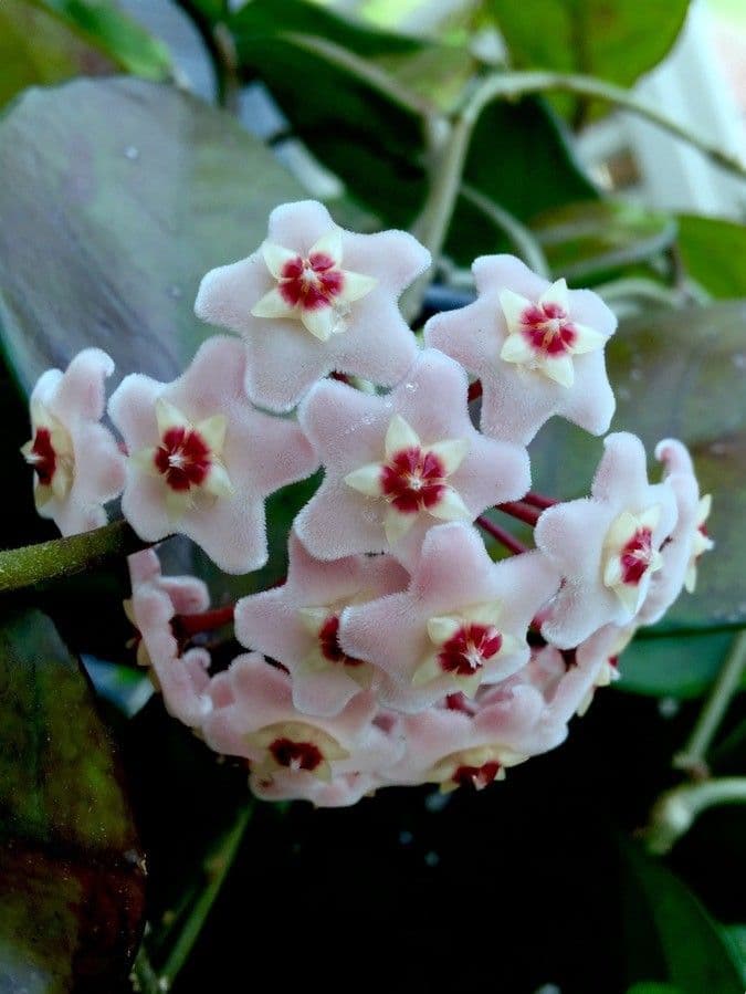 Wachblume 10