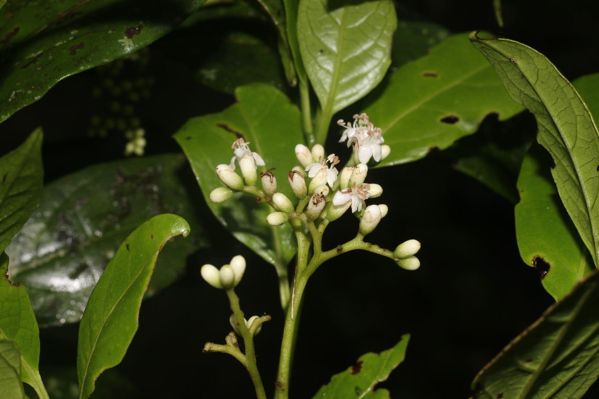 Cordia 3