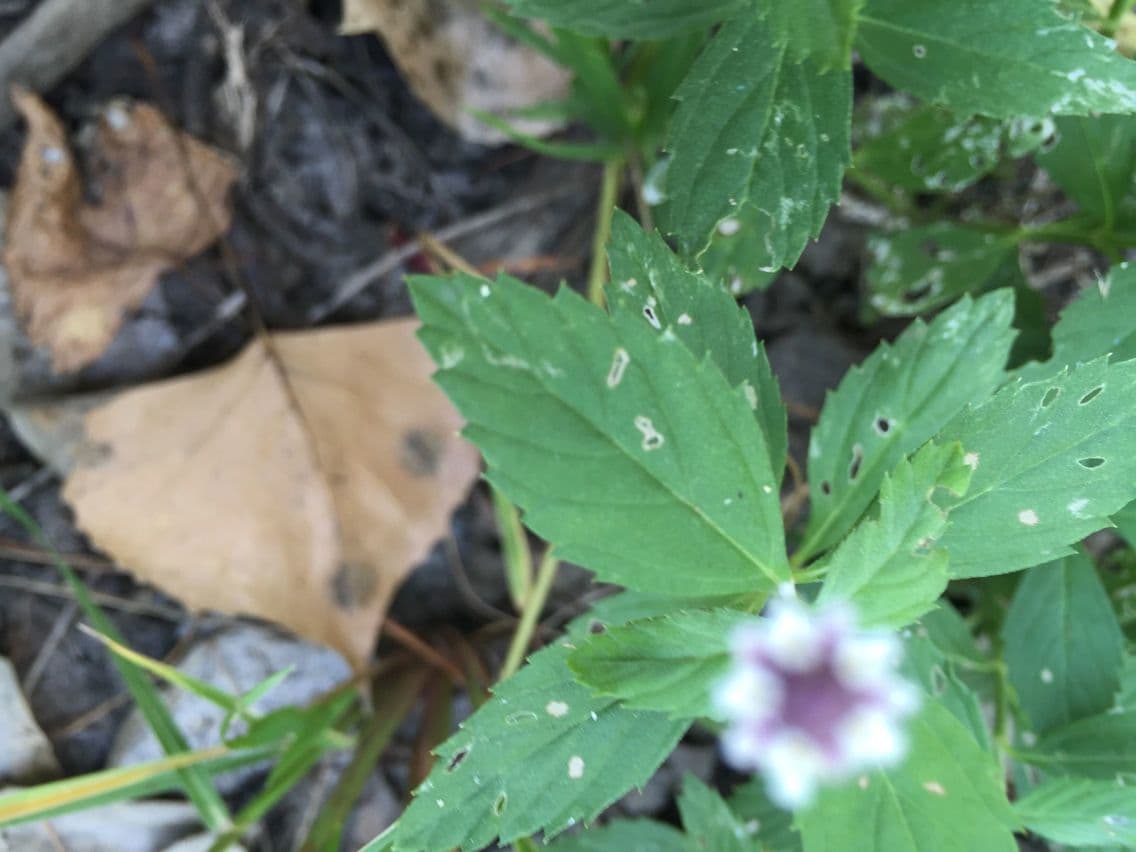 Lippia lanceolata 14