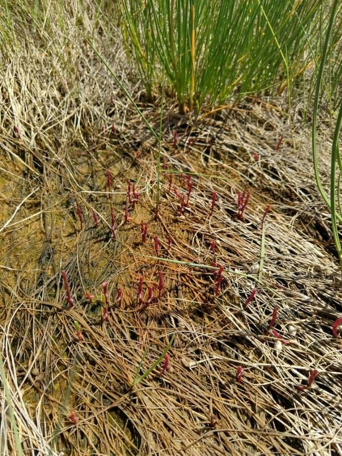 Rote Glasmalve 6