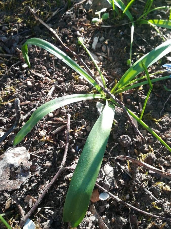 Scilla siberica 14