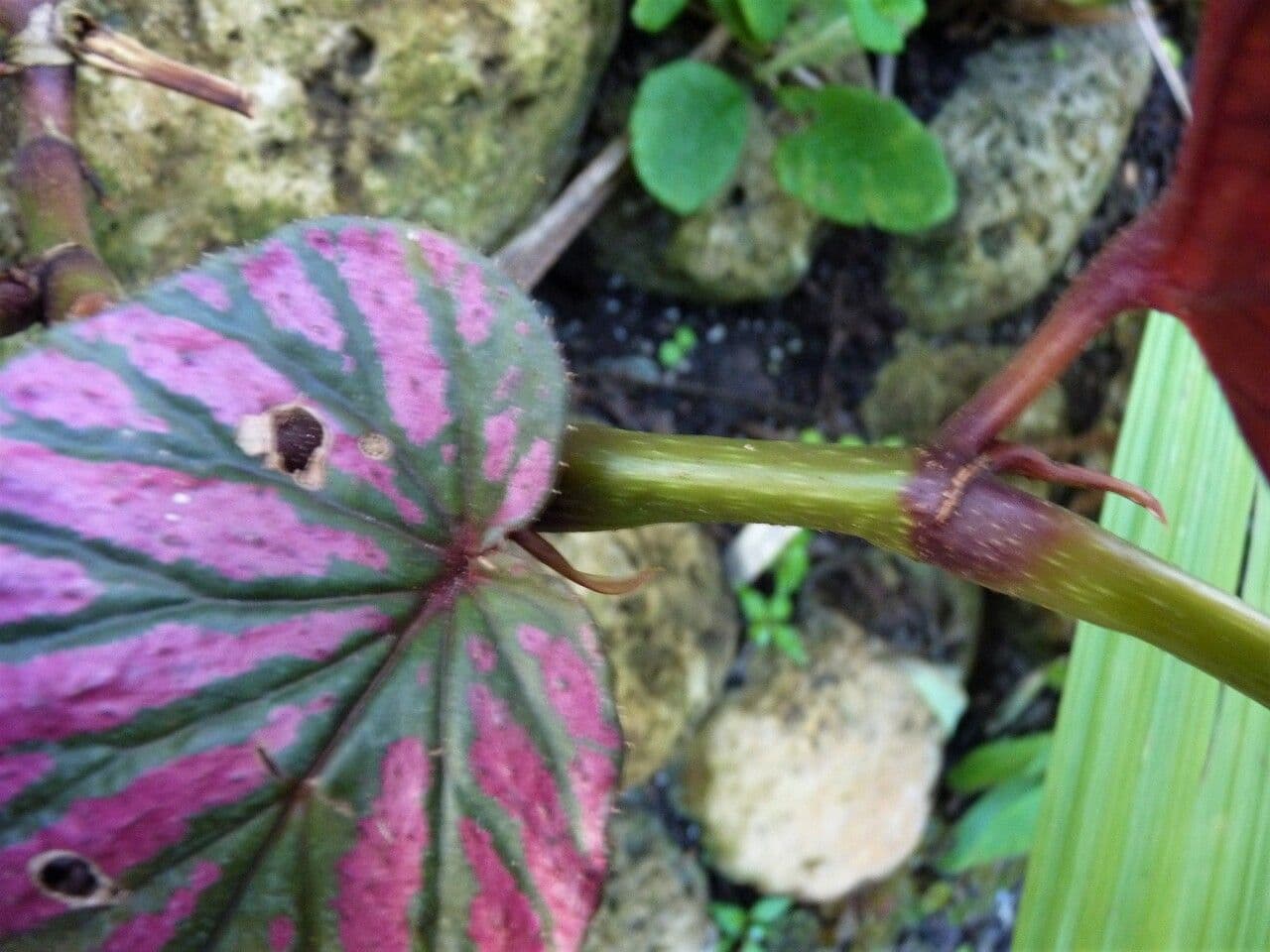 Begonia brevirimosa 20