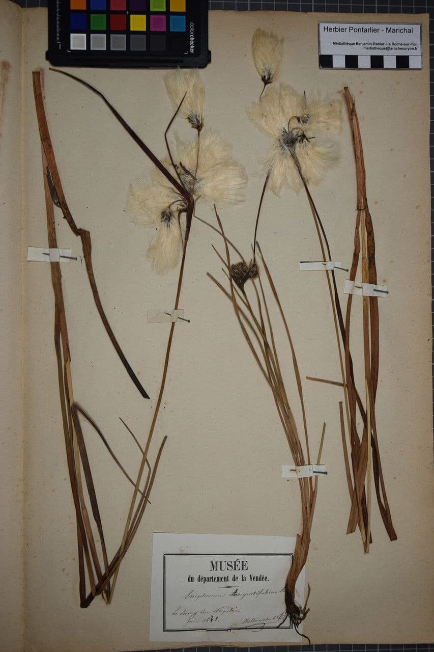 Schmalblättriges Wollgras 26