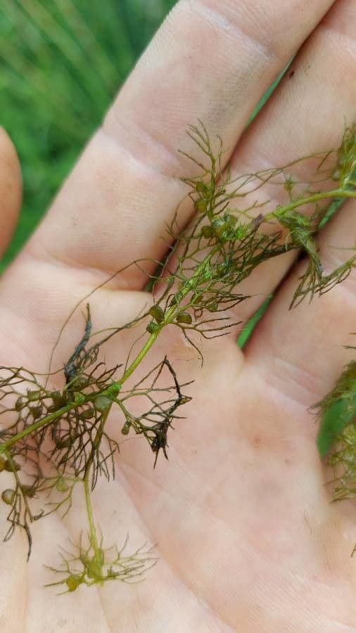 Utricularia común