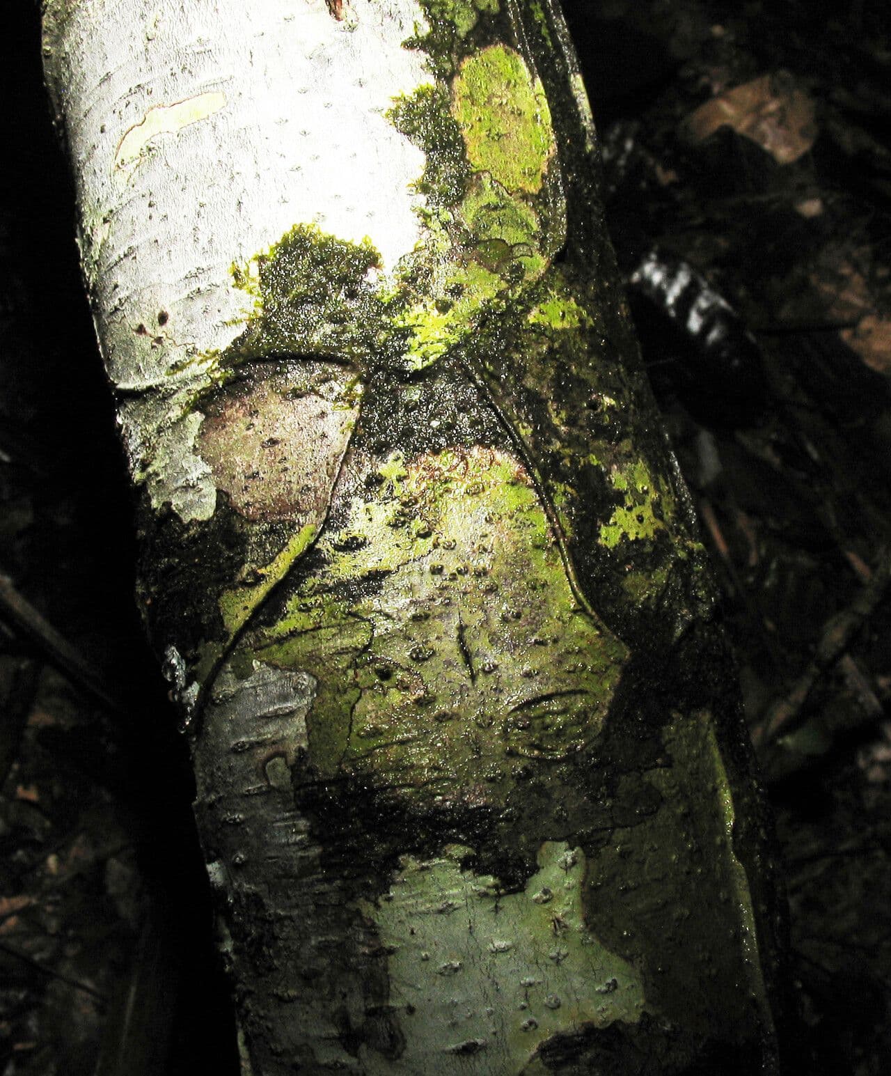 Ocotea 13