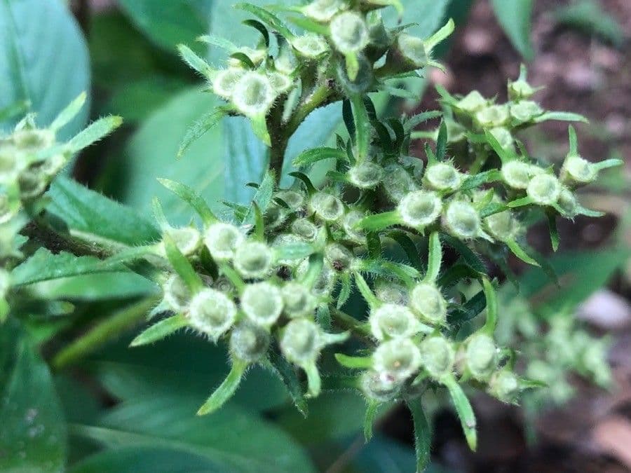 Pentas 2