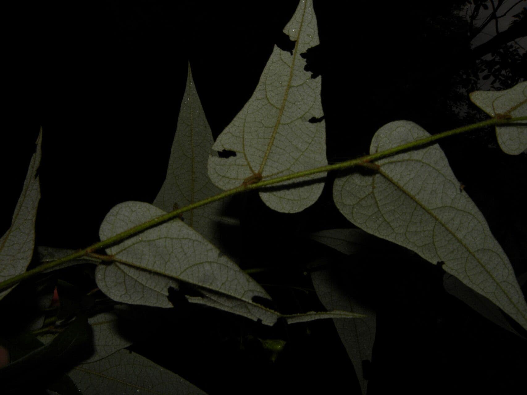 Periplocifolia-Wissadula 4