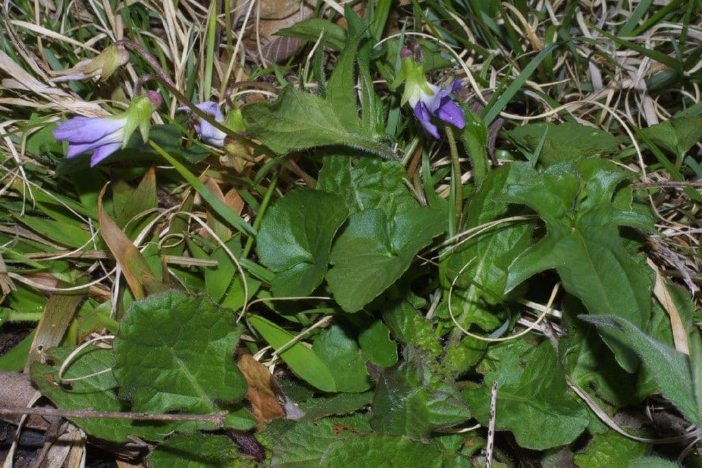Viola 6