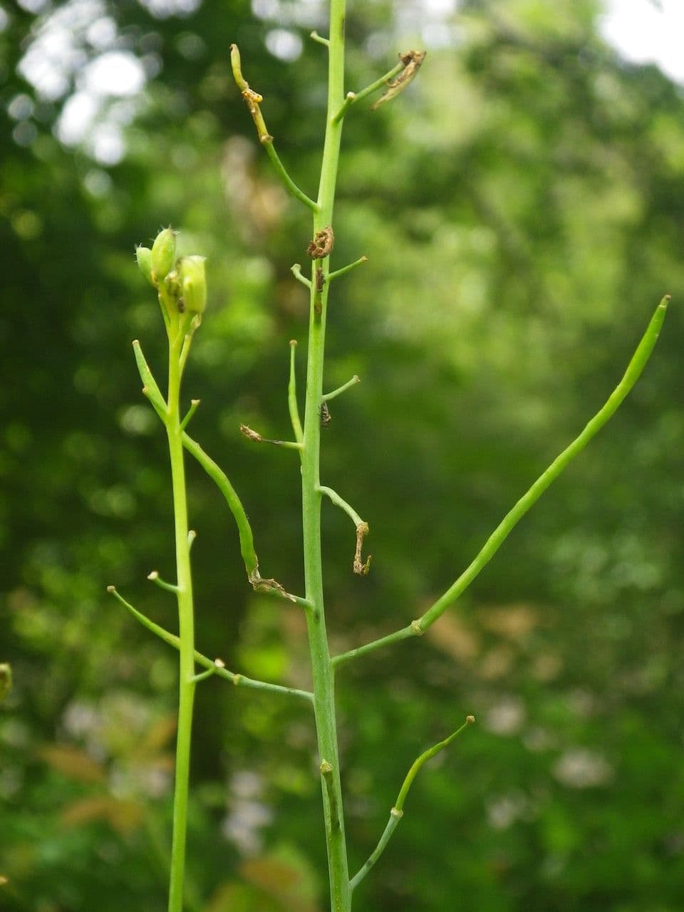 Erba cornacchia altissima 3