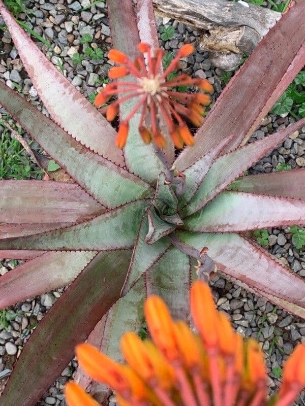 Aloe 4