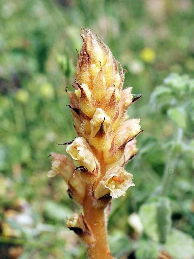 Orobanche amethystea 10
