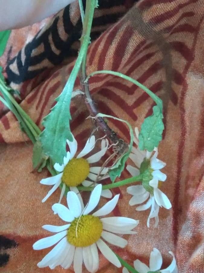 Scentless mayweed 25