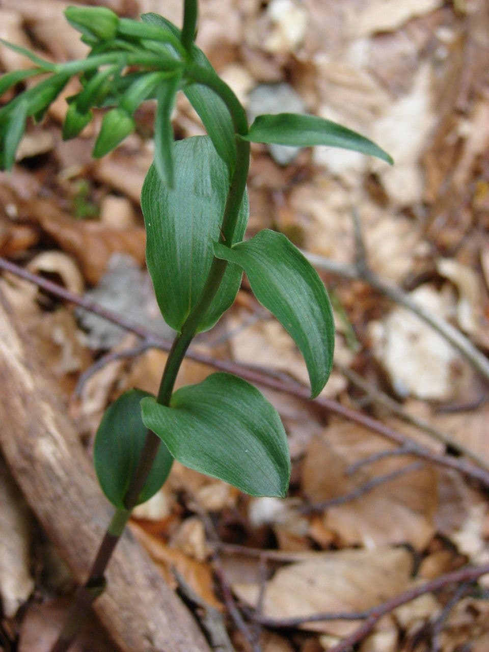 Epipactis 13